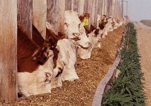 Corn fed cattle. USDA photo. Image courtesy of Wikipedia.org
