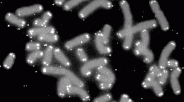 How Long Are Your Telomeres, and Does That Mean Anything? How Long Are Your Telomeres, and Does That Mean Anything?